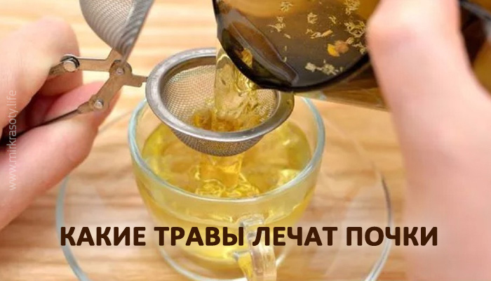 Какими травами лечить почки